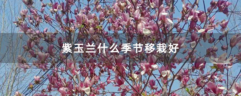 紫玉兰什么季节移栽好