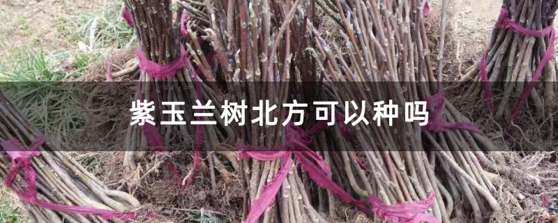 紫玉兰树北方可以种吗 紫玉兰树北方可以种吗