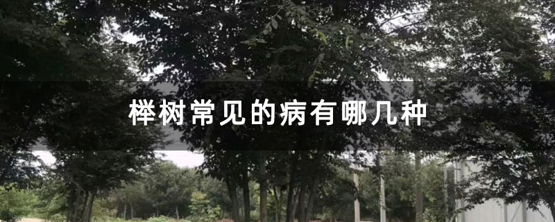 榉树常见的病有哪几种