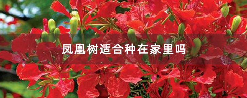 凤凰树适合种在家里吗