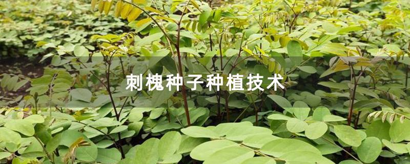 刺槐种植基地
