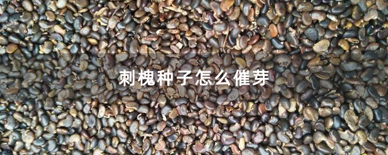 刺槐种子怎么催芽