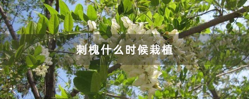 刺槐什么时候栽植