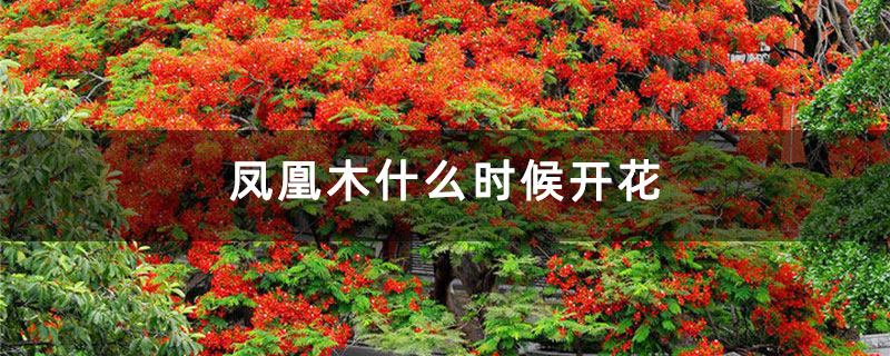 凤凰木什么时候开花