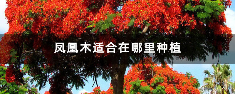凤凰木适合在哪里种植 凤凰木适合在哪里种植
