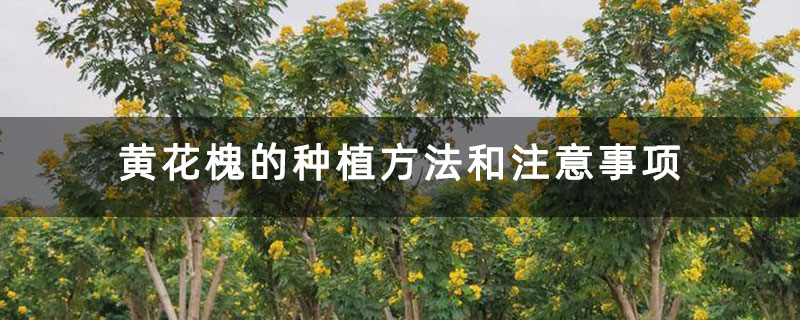 黄花槐的种植方法和注意事项