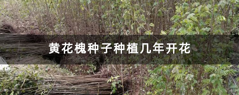 黄花槐种子种植几年开花
