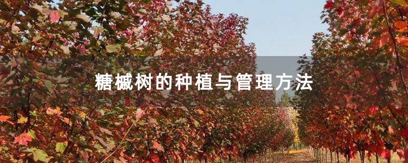 糖槭树的种植