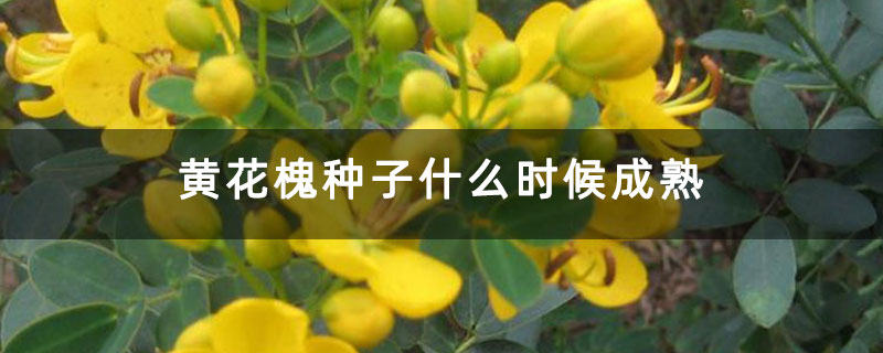黄花槐种子什么时候成熟