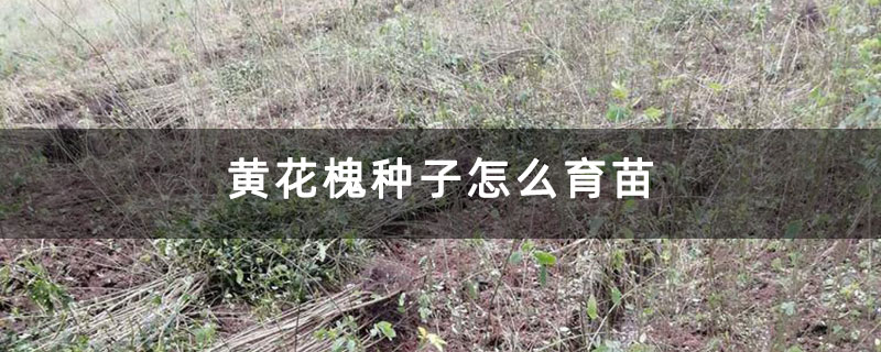 黄花槐种子怎么育苗