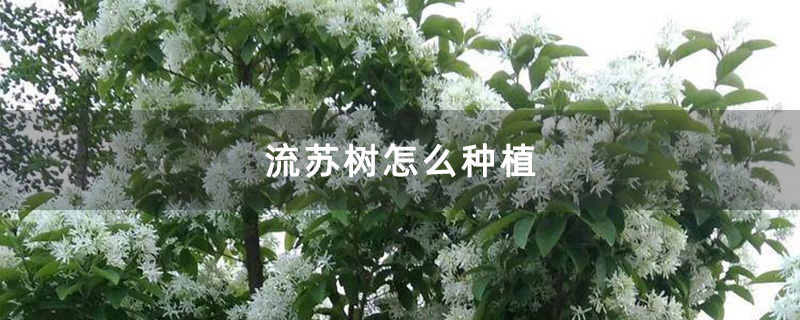 大流苏树实拍图