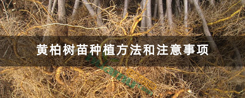 黄柏树苗种植方法和注意事项
