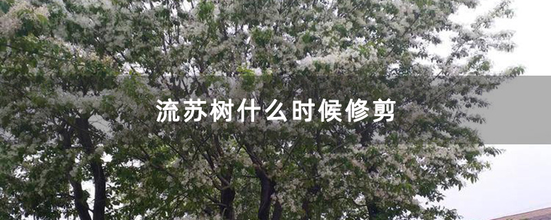 流苏树什么时候修剪