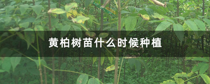 黄柏树苗什么时候种植