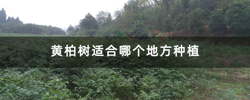 黄柏树适合哪个地方种植