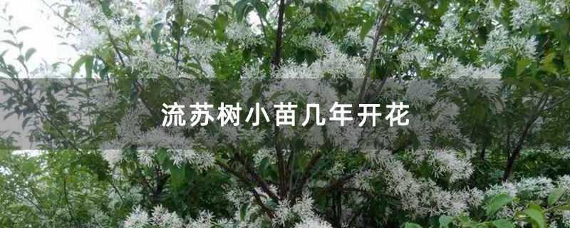 流苏树小苗几年开花