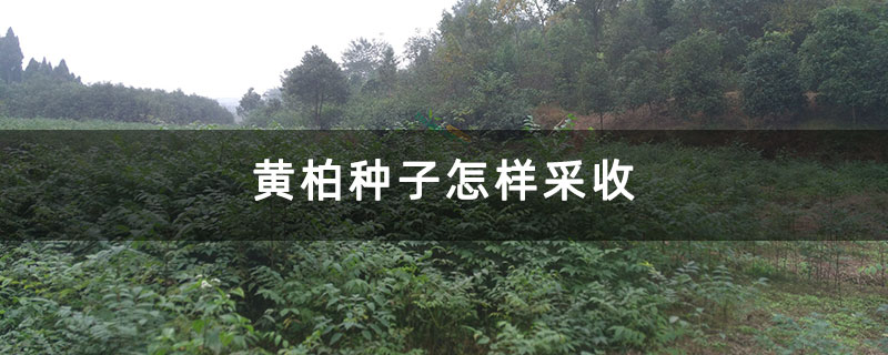 黄柏种子怎样采收