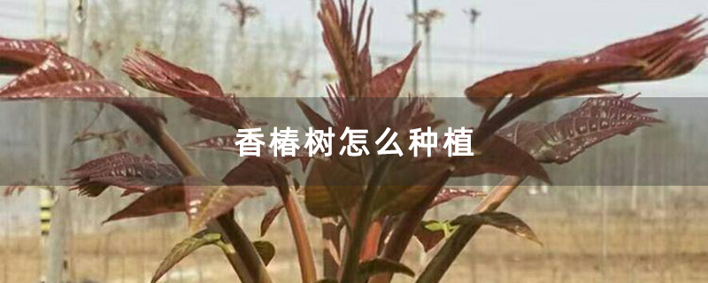 香椿树怎么种植