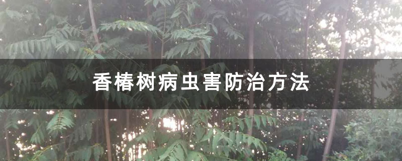 香椿树病虫害防治方法 香椿树病虫害防治方法