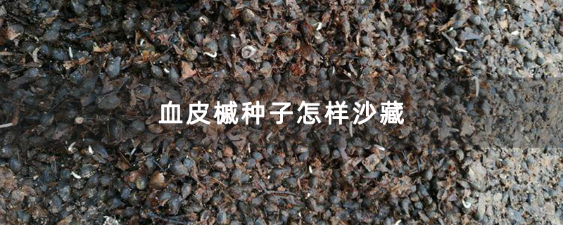 血皮槭种子怎样沙藏