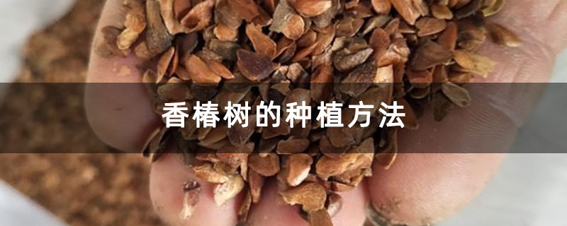 香椿树的种植方法 香椿树的种植方法