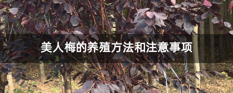 美人梅的养殖方法和注意事项