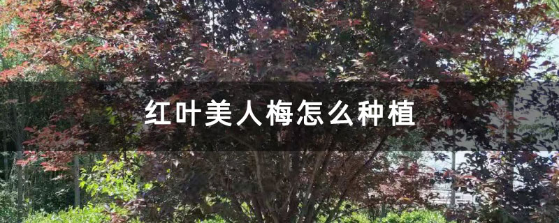 红叶美人梅怎么种植