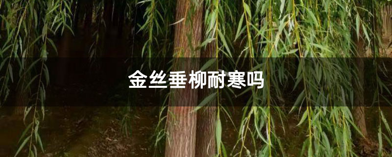 金丝垂柳耐寒吗 金丝垂柳耐寒吗