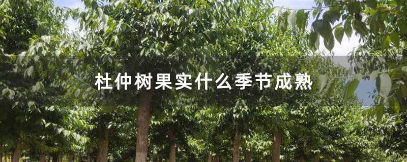杜仲树苗圃