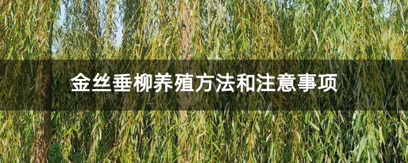 金丝垂柳养殖方法和注意事项
