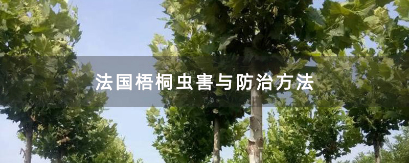 法国梧桐虫害与防治方法
