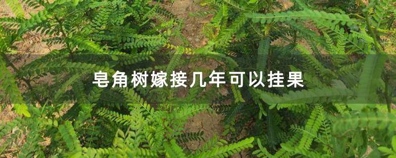 皂角树嫁接几年可以挂果