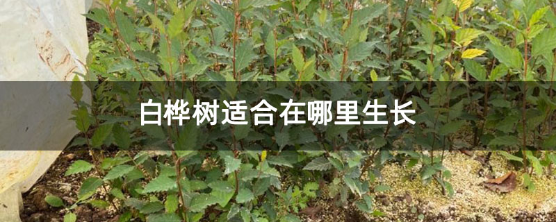 白桦树适合在哪里生长