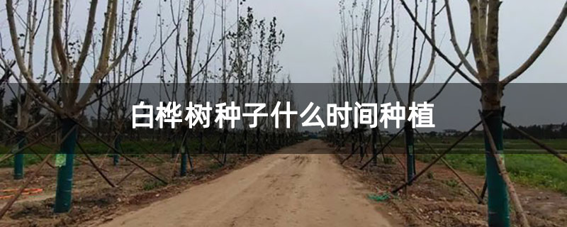 白桦树种子什么时间种植
