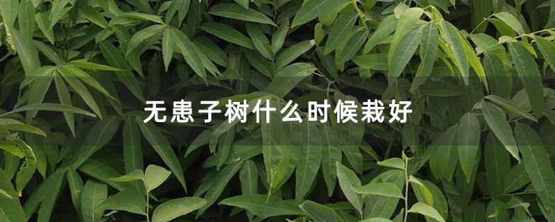 无患子苗圃基地实拍图