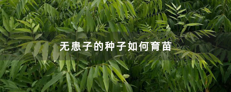 无患子的种子如何育苗