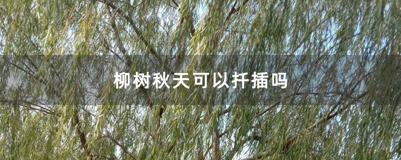柳树秋天可以扦插吗