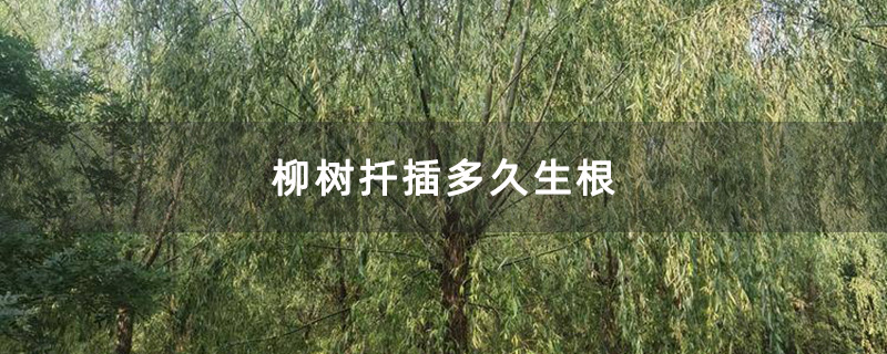 柳树扦插多久生根