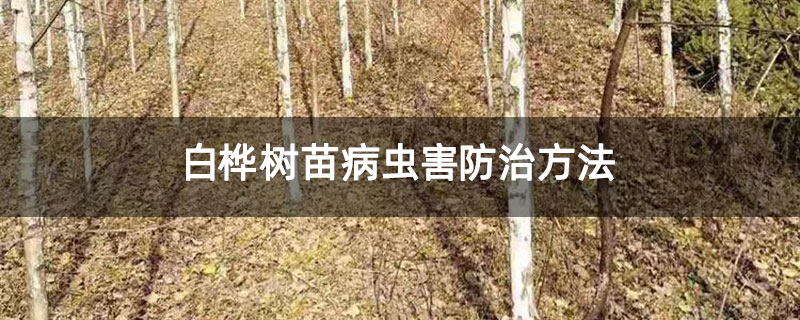 白桦树苗病虫害防治方法