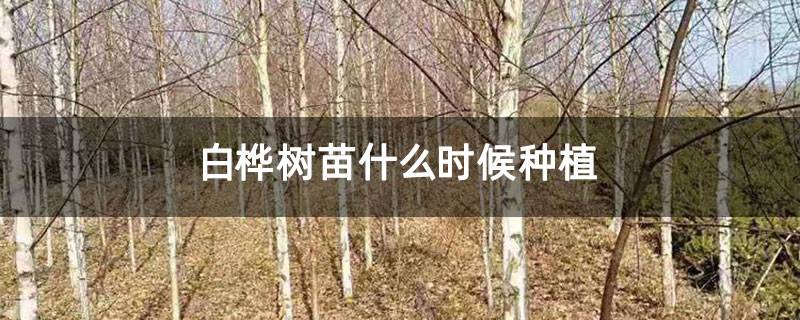 白桦树苗什么时候种植