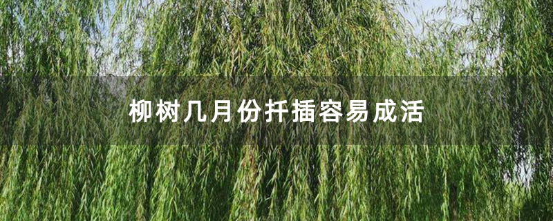 柳树几月份扦插容易成活
