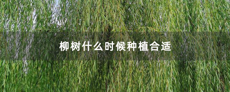 柳树什么时候种植合适