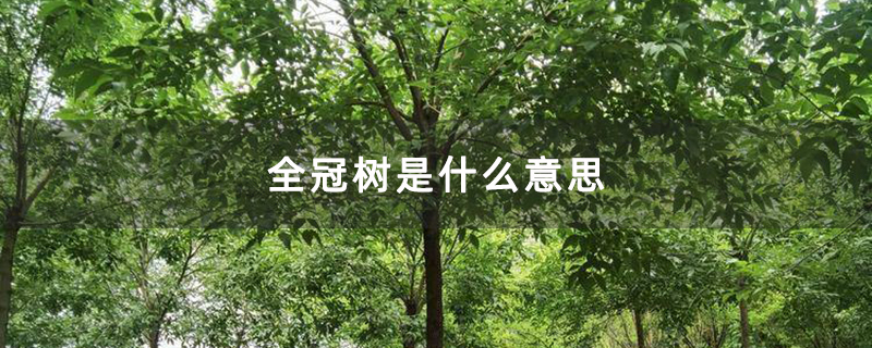 全冠树是什么意思