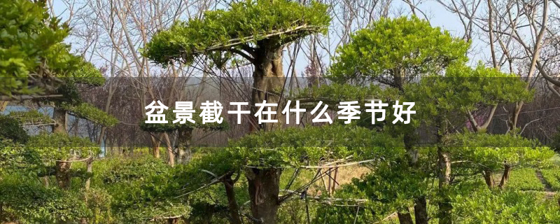 盆景