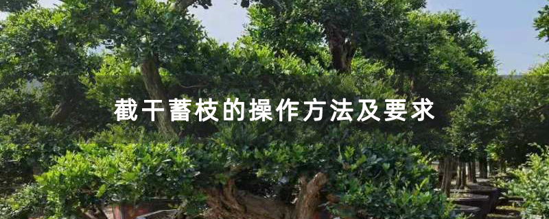 截干蓄枝的操作方法及要求