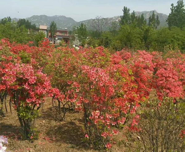 杜鹃花