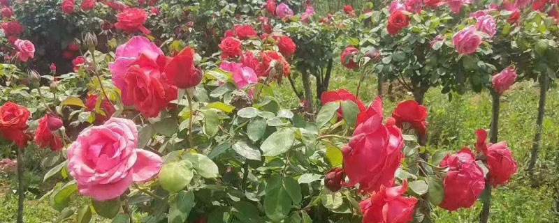 一公分树状月季价格多少钱一棵