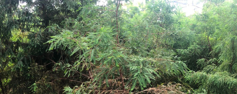 5公分中山杉树
