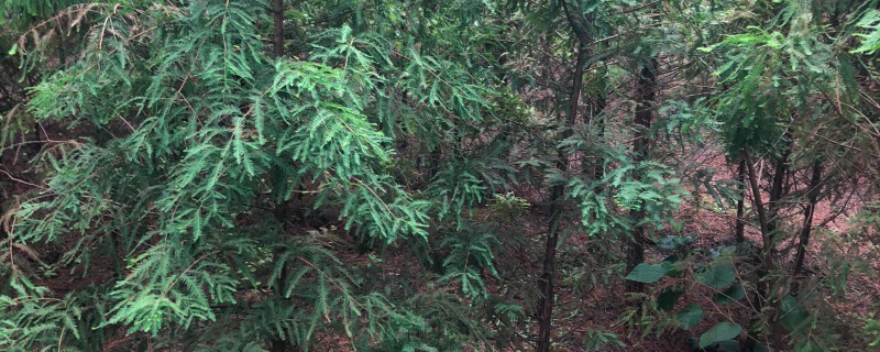 3公分中山杉价格多少钱一棵