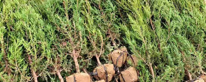 1.5米刺柏树价格多少钱一棵